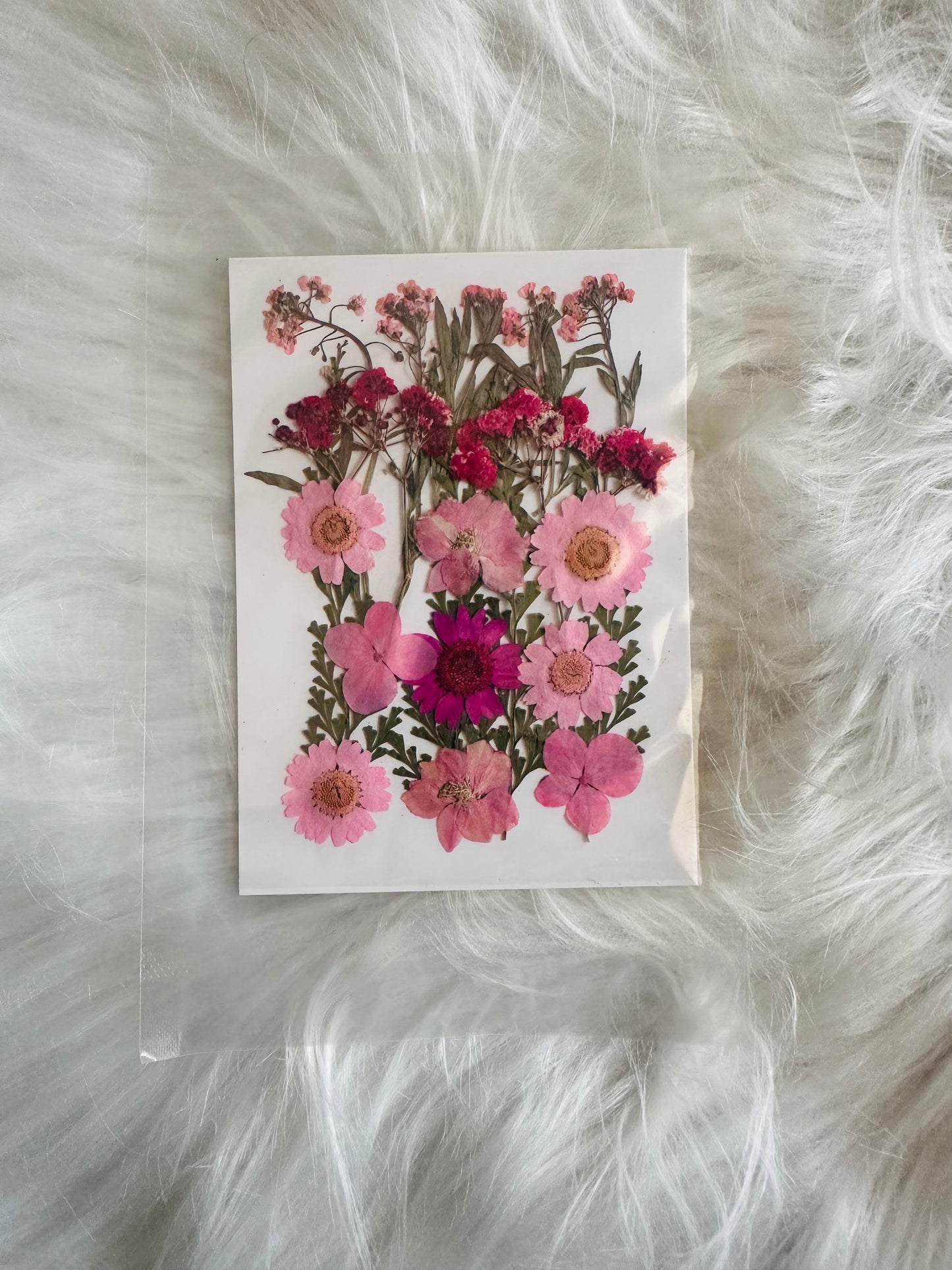 Pressed Flower 13