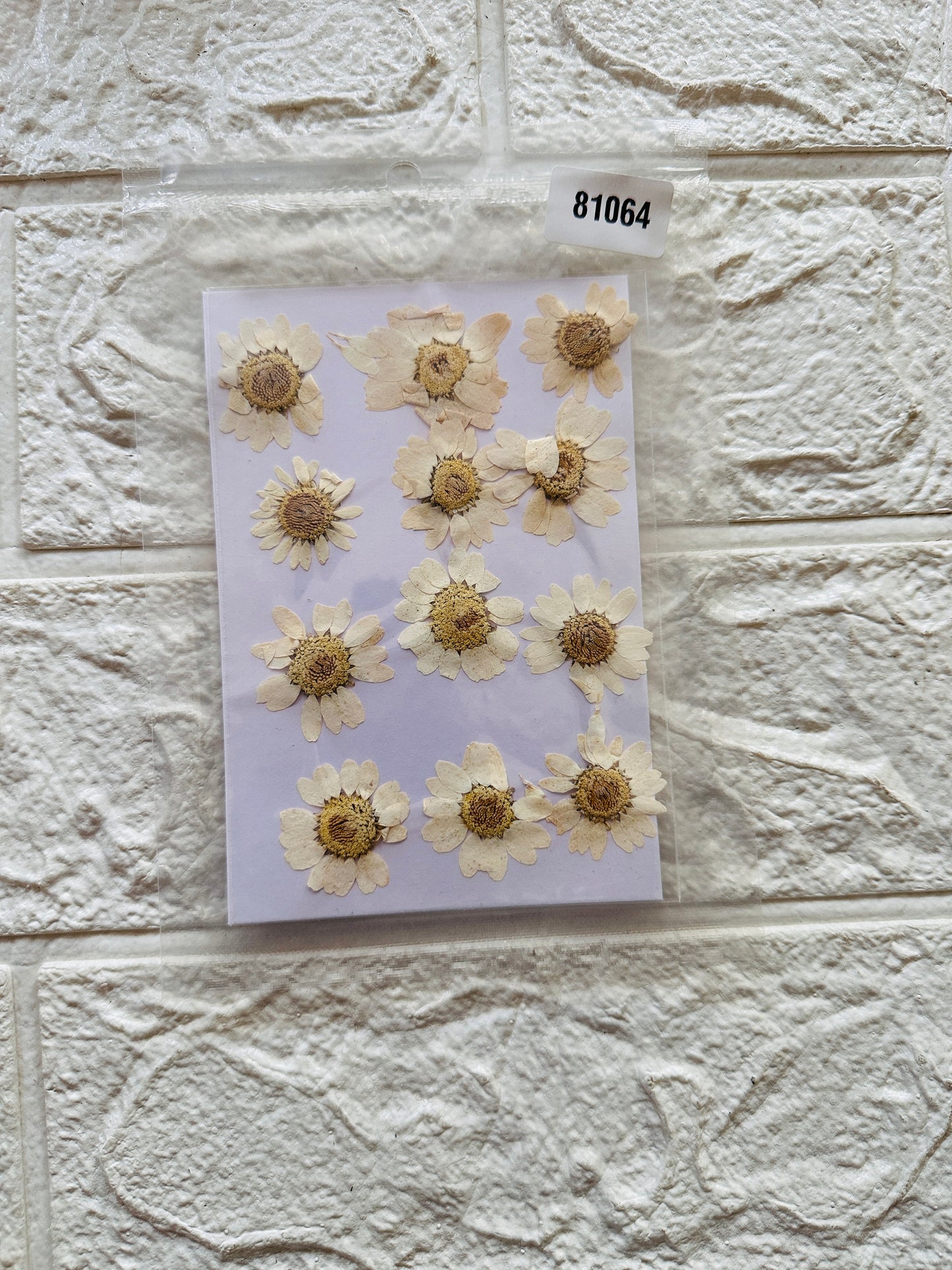 White Pressed Dry Flowers