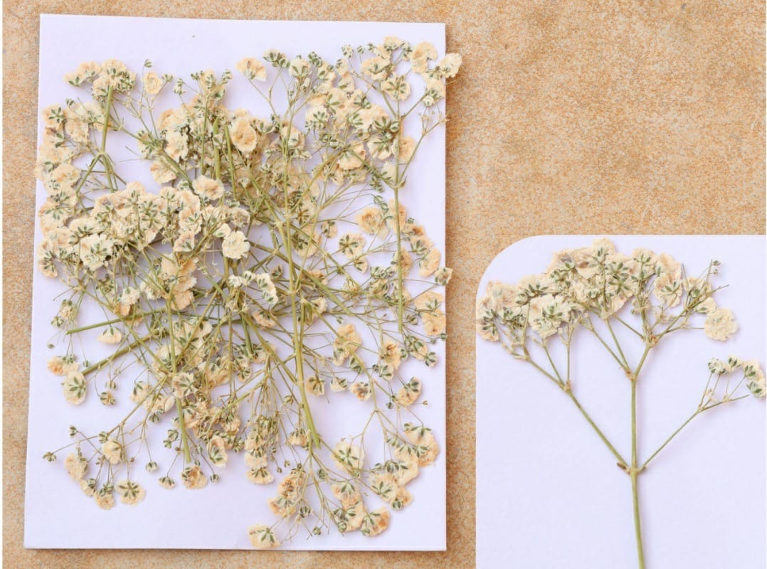 Baby breath pressed flowers