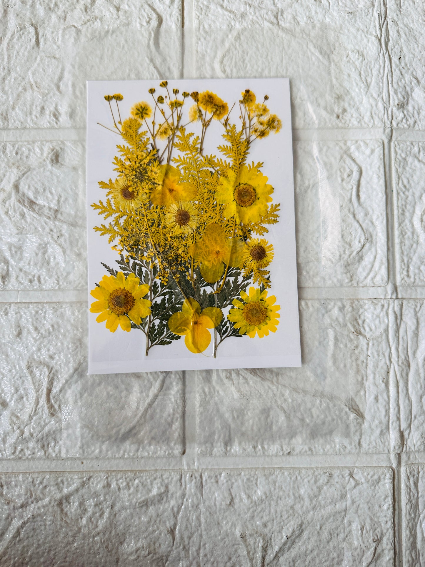 Dry Pressed Flowers JR003