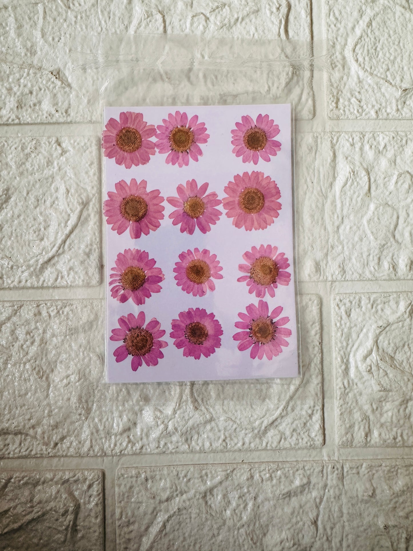 Baby Pink Daisy Pressed Dry Flowers