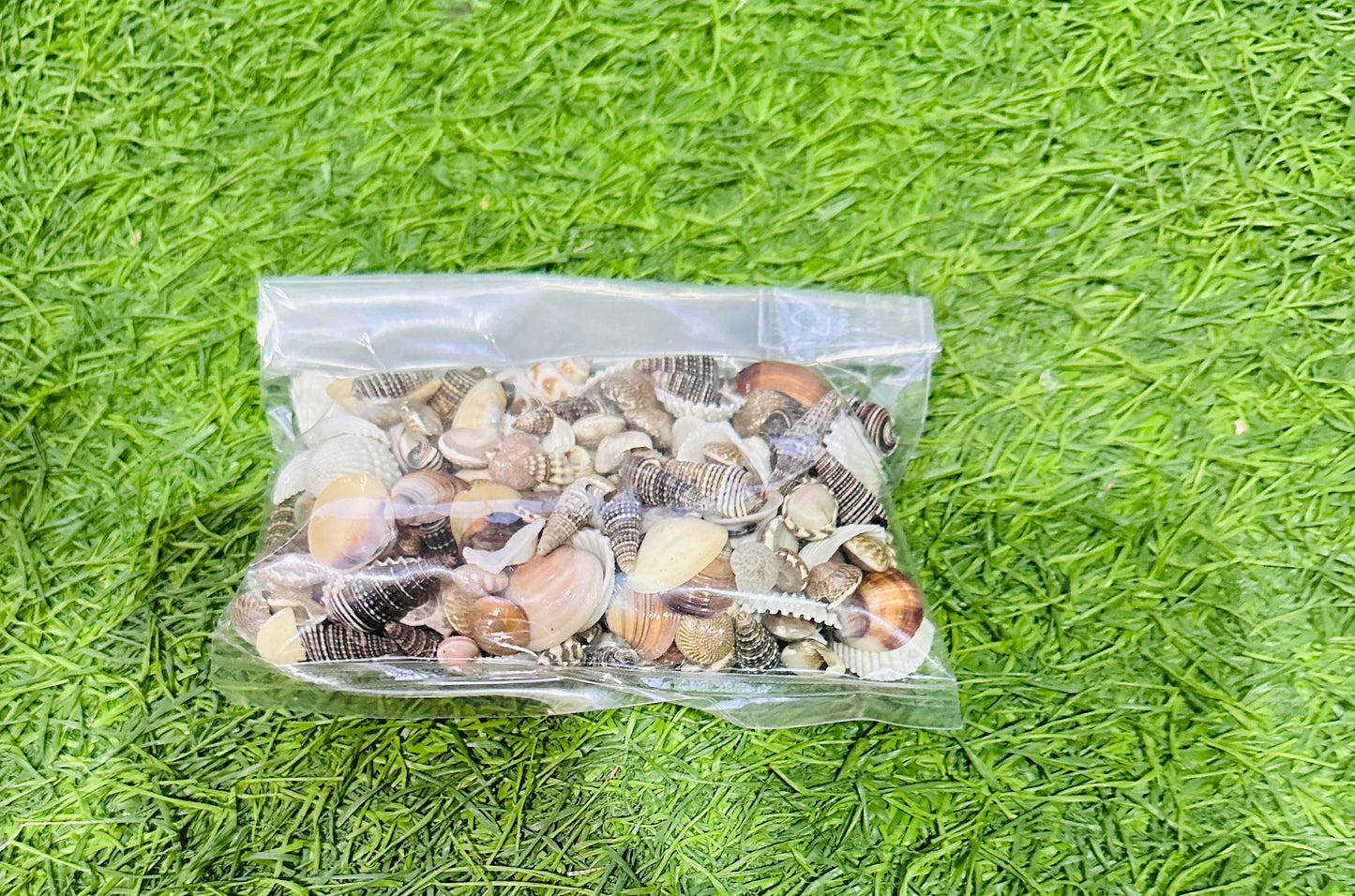 Sea shells