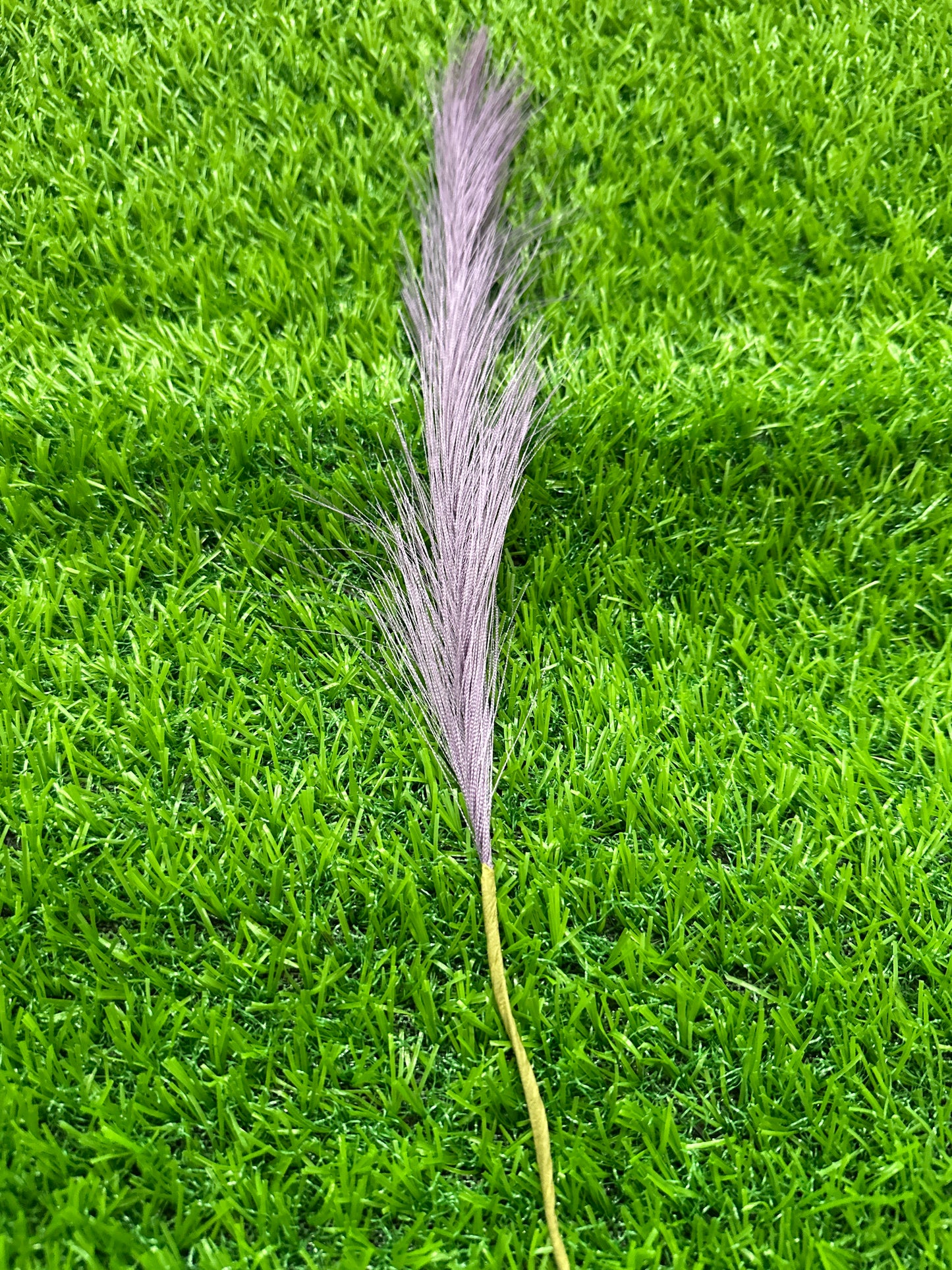 Purple pampass