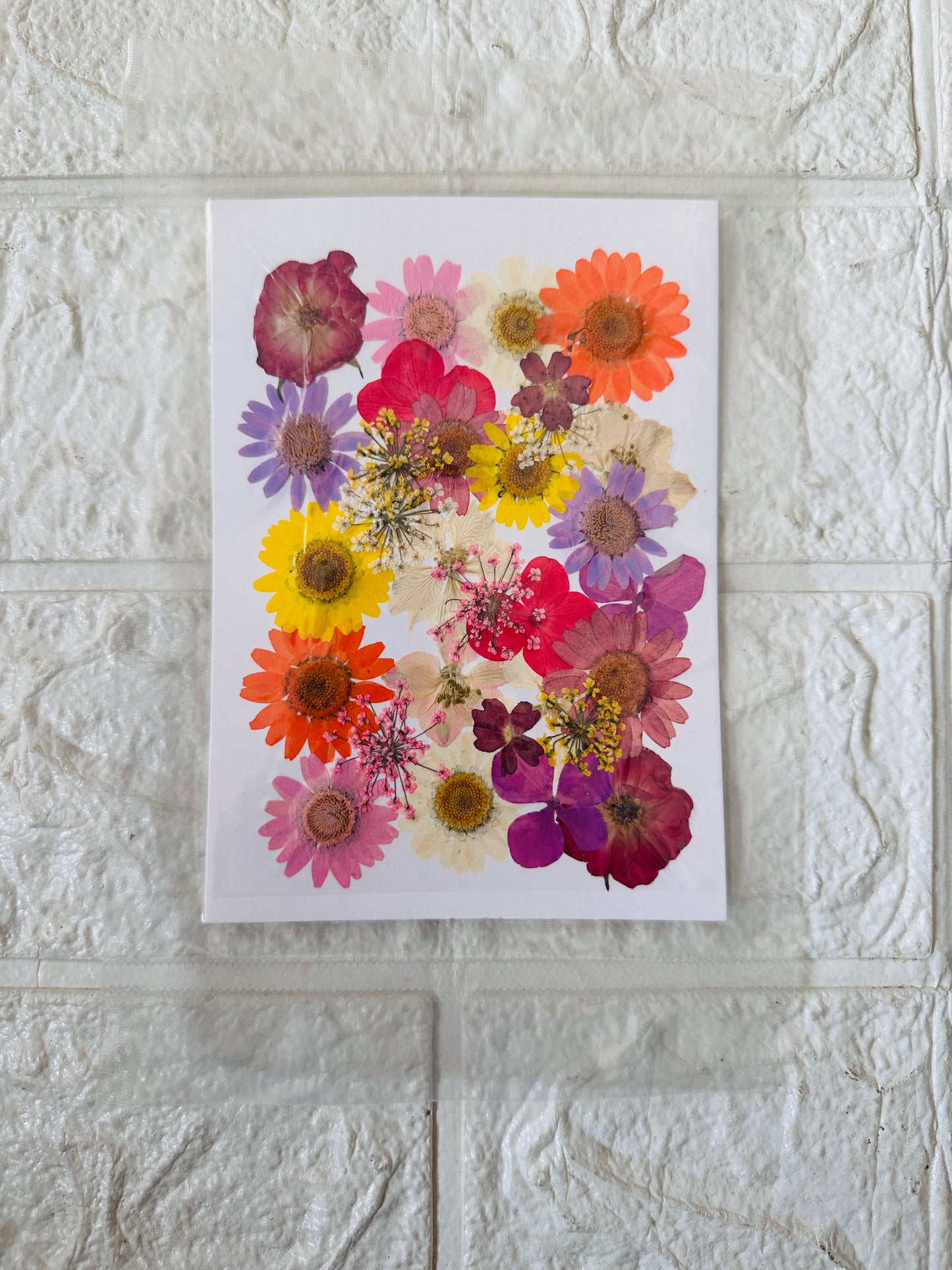 30 in 1 Pressed Dry Flower