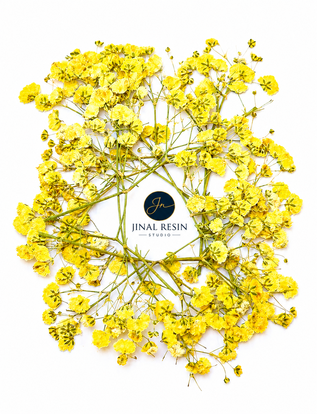 Yellow Baby Breath Pressed Flower