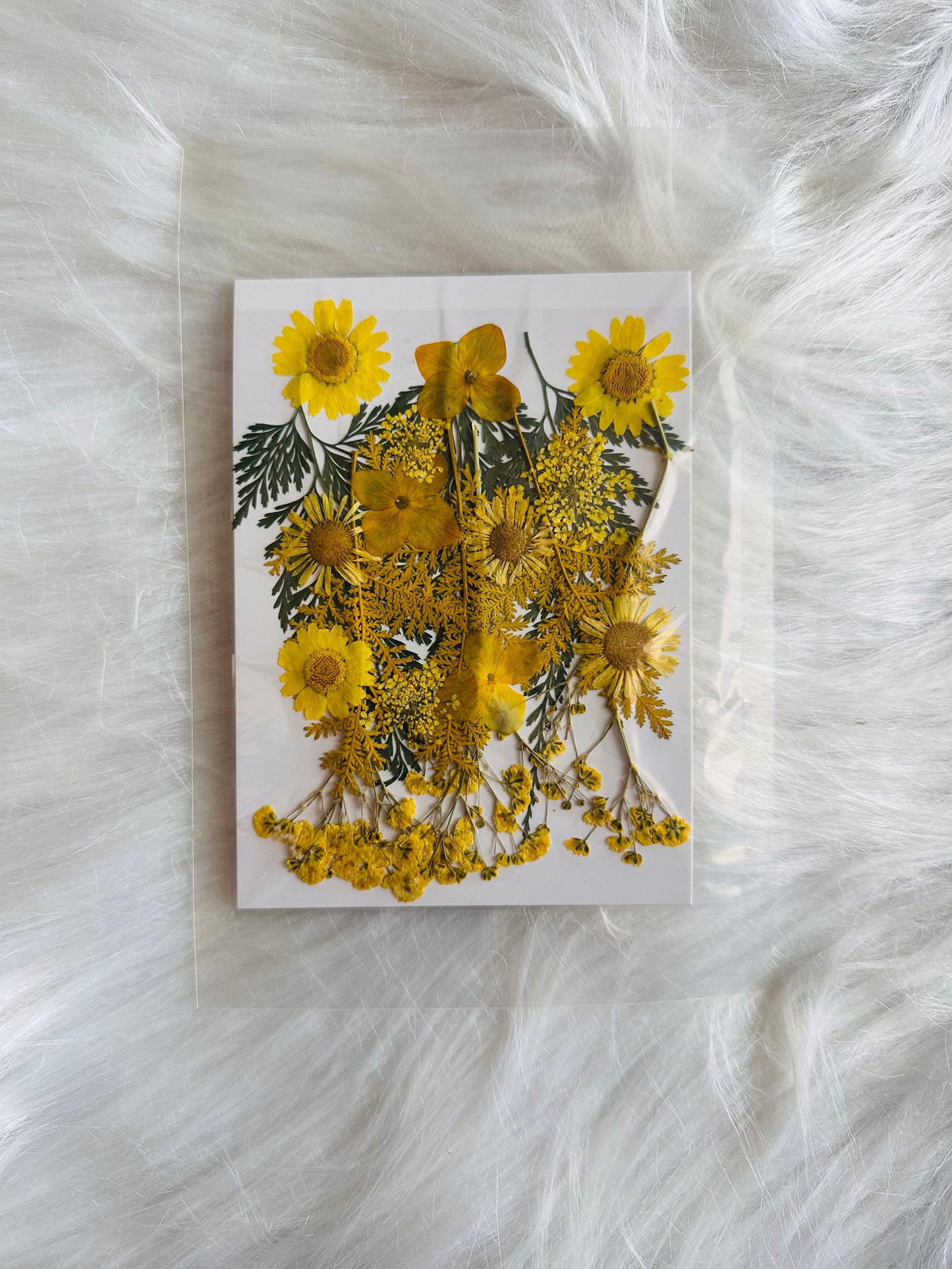 Pressed Flower