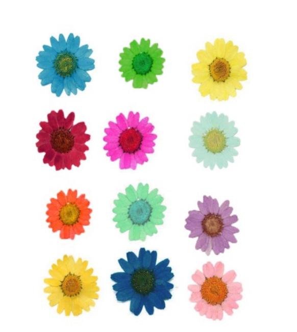 Dry Pressed flowers