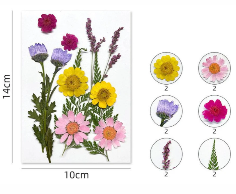 12 In 1 Pressed Flowers