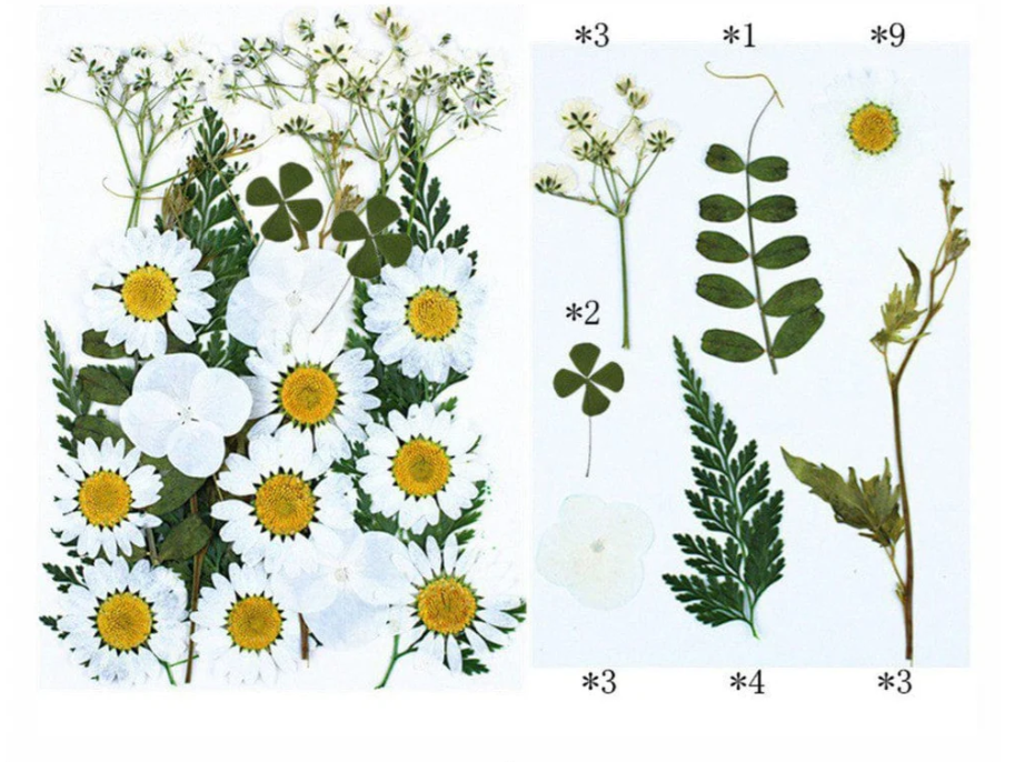 25 In 1 Pressed Flowers