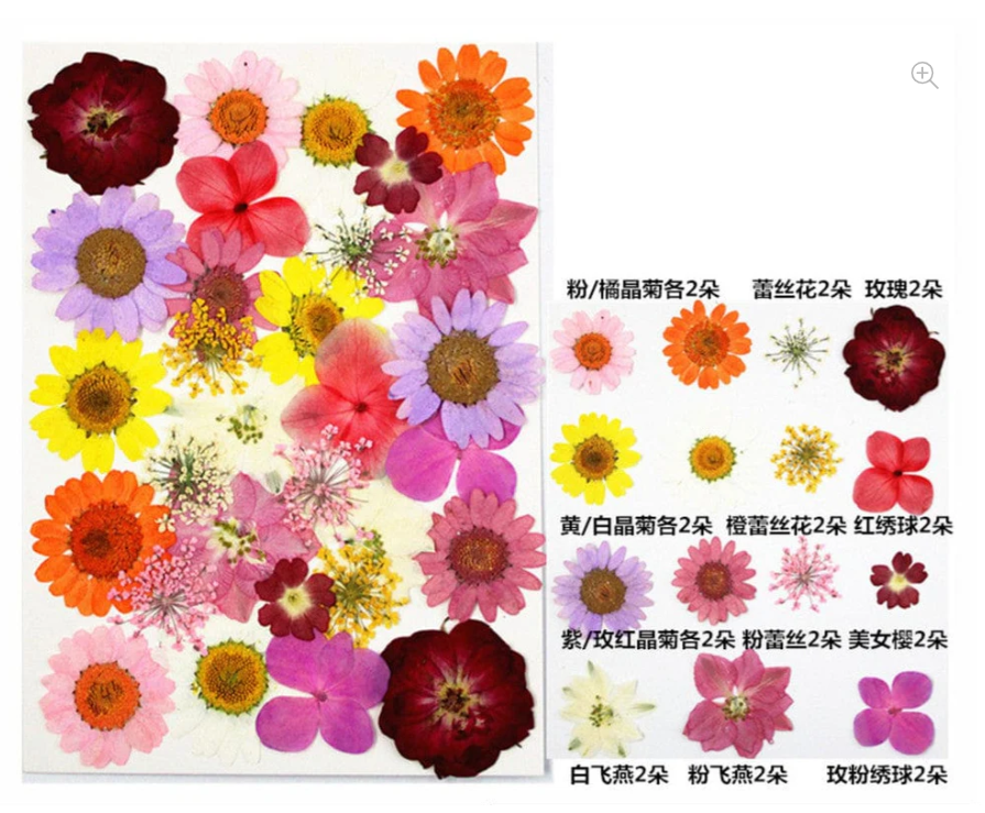 33 In 1 Pressed Flowers