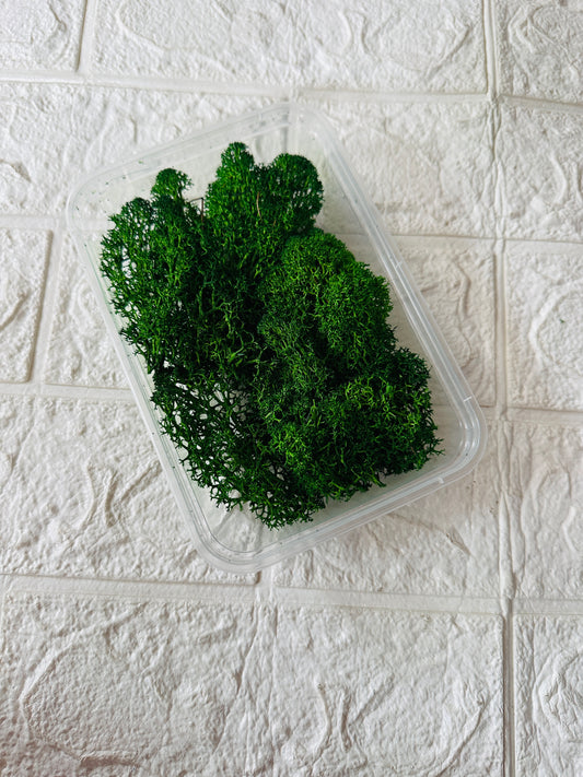 Grass Moss Box