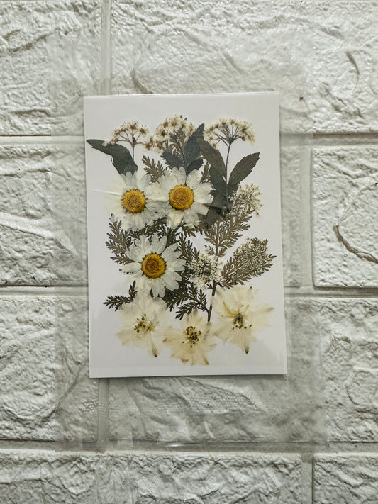 White pressed flowers