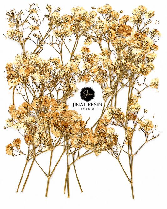White Baby Breath Pressed Flower