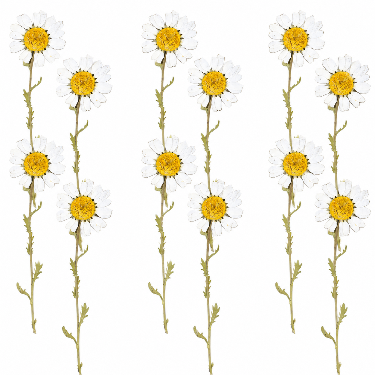 12Pcs White Daisy Dry Pressed Flower