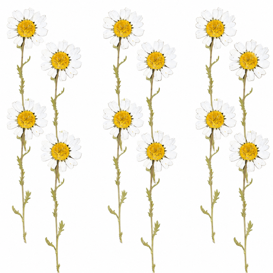 12Pcs White Daisy Dry Pressed Flower