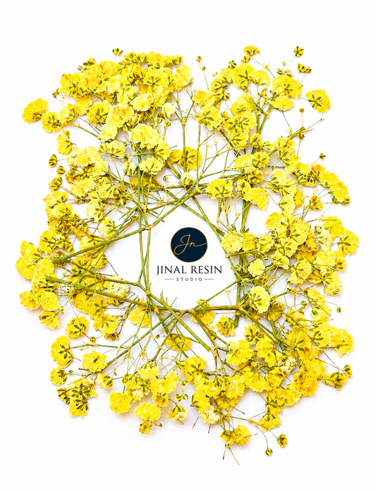 Yellow Baby Breath Pressed Flower
