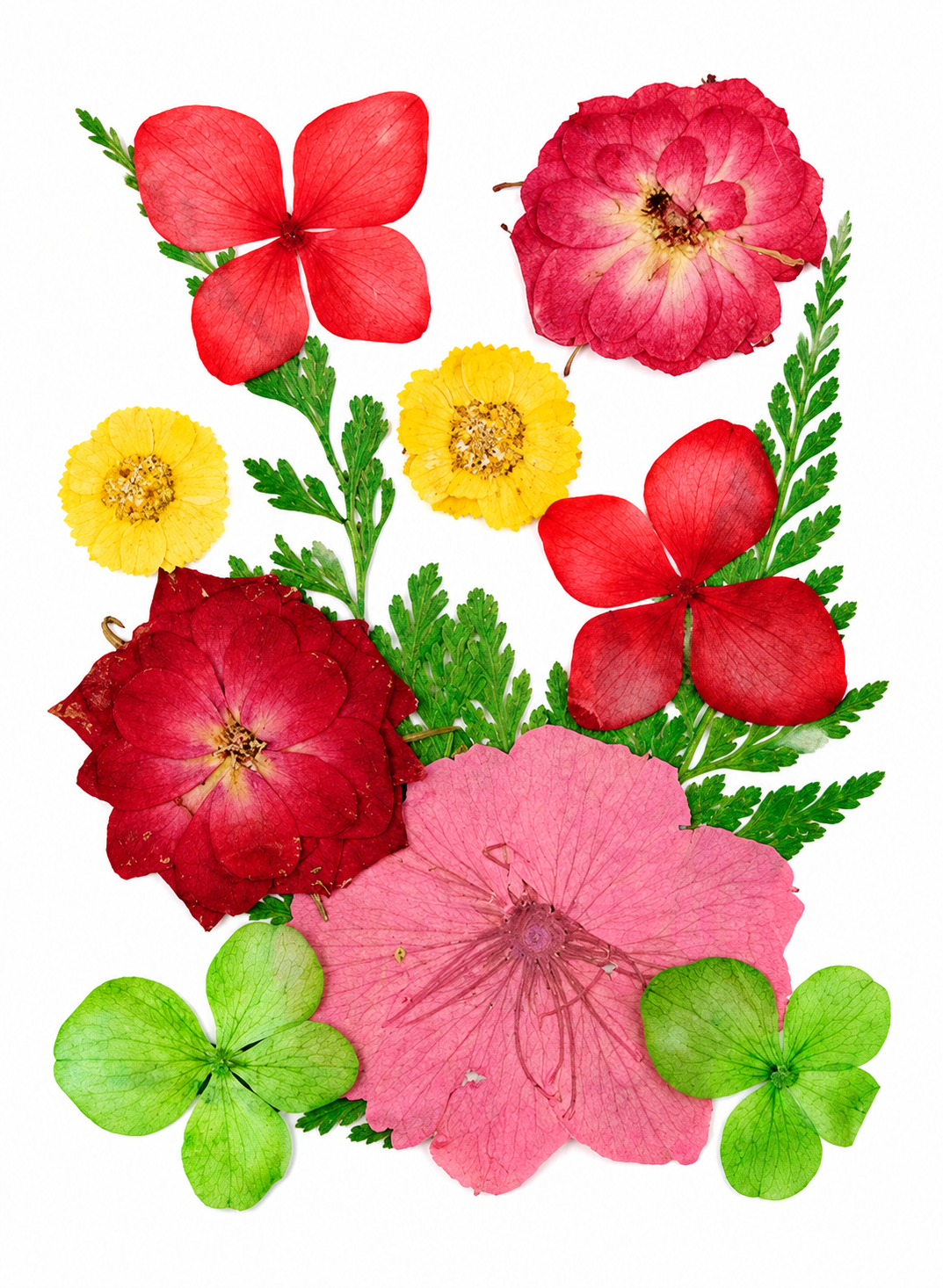 11 In 1 Pressed Flowers